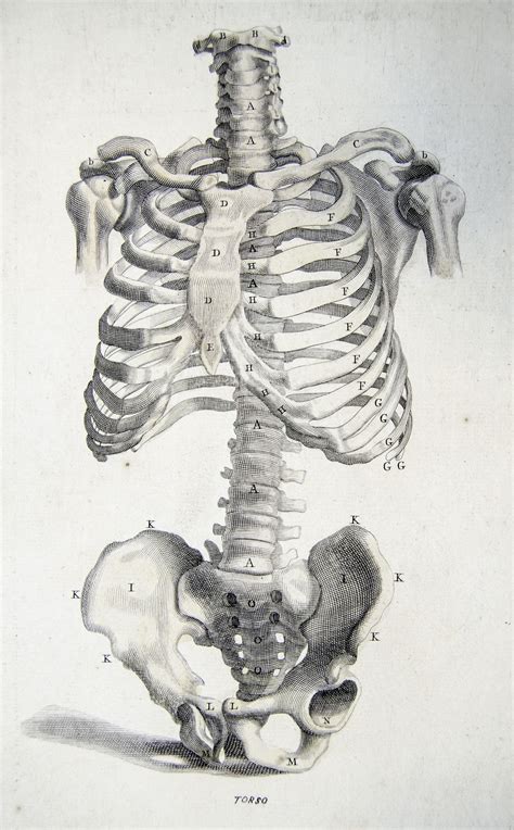 Bones of the torso from Anatomy improv'd and illustrated | Anatomy art, Human anatomy art ...
