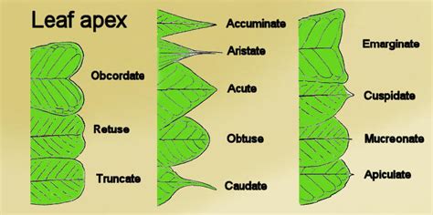 Whatt is the apex of a leaf - Science - Nutrition in Plants - 4942169 ...