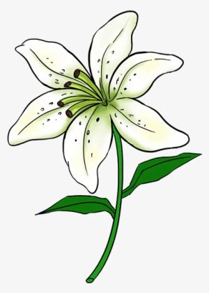 Learn To Draw A Beautiful Lily - Lily Flower Drawing Easy - Free ...