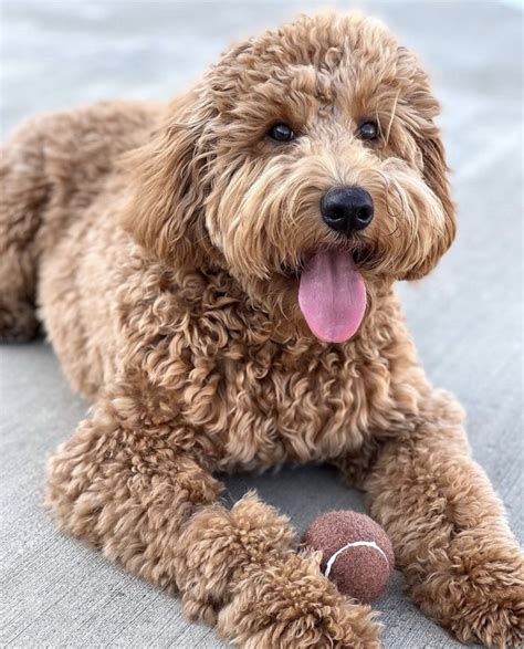 F1bb Mini Goldendoodle Guide: Size, Price, Temperament & More!