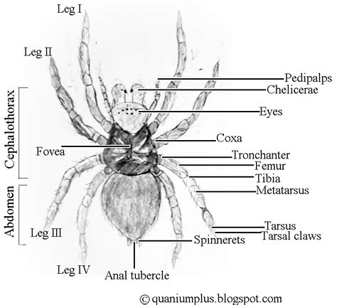 World of Arachnids : Anatomy and Physiology of Spiders