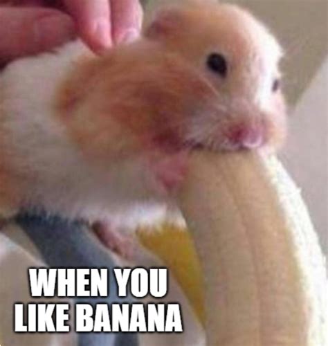 Hamster Memes Collection - Hamster Sad Eating Banana