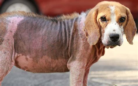 35+ Dog Has Scabs On Back And Losing Hair - PaagulanUsef