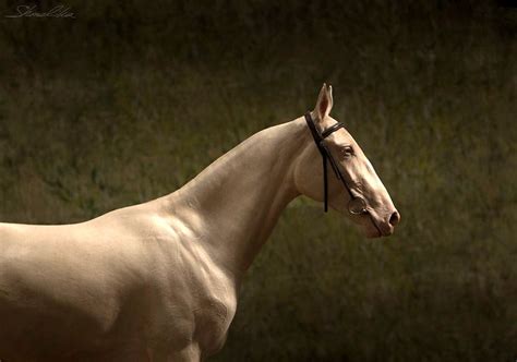 perlino akhal teke - Zaira | Akhal teke, Akhal teke horses, Horse breeds