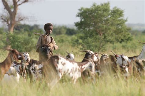 Making visible the ‘invisible benefits’ of African pastoralism will spur national and pastoral ...