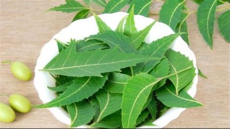 Benefits of eating Neem Leaves Every Morning | NewsTrack English 1