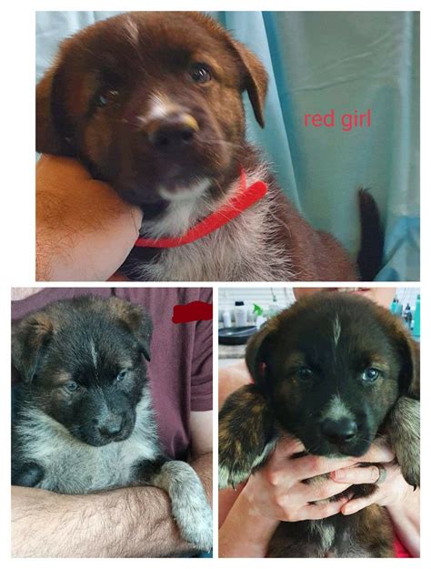 Australian shepherd x Dutch shepherd puppies