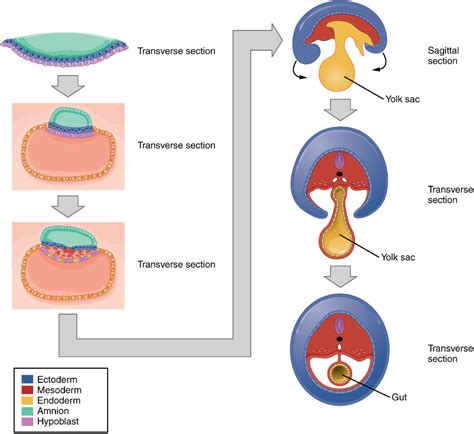 28.2 Embryonic Development – Anatomy and Physiology | Embryonic ...