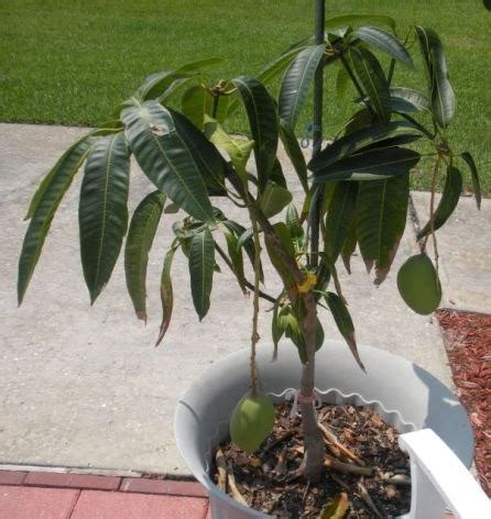 Arbolito De Mango Manila Enano Para Maceta, Frutal Bonsai - $ 305.00 en ...