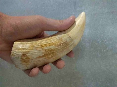 Sperm Whale Teeth – Seller of marine and ancient animal teeth, including their remains.