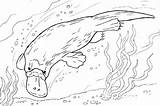 Platypus Coloring Pages To Download And Print For Free sketch template