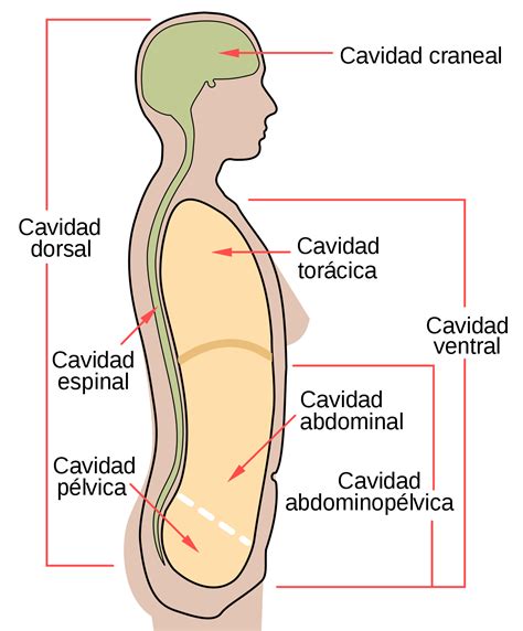 Cavidad abdominal - Wikipedia, la enciclopedia libre | Basic anatomy ...