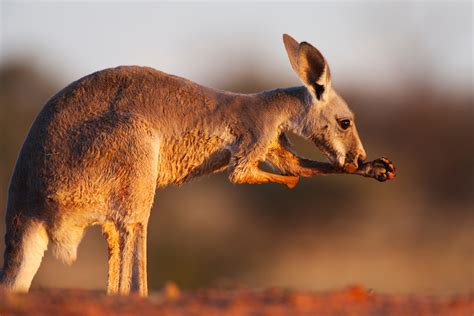 Is Kangaroo A Cooling Food For Dogs