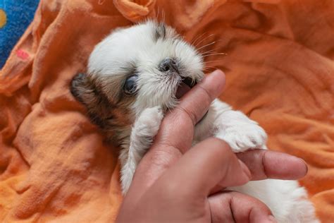 Shih Tzu Puppy Care Tips: How to Take Care of Your New Pup - Shih Tzu Buzz