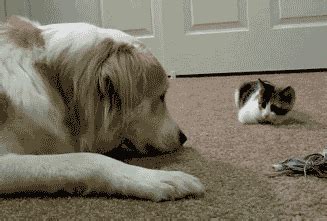 cat fight dog fight gif | WiffleGif