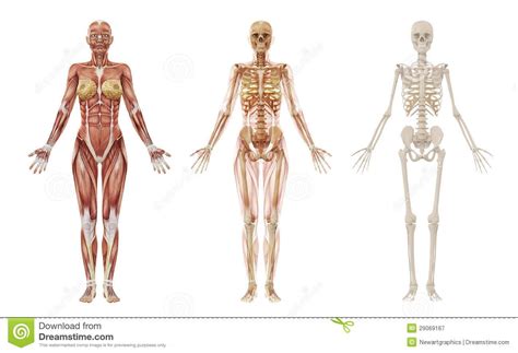 Squelette féminin, Anatomie humaine, Muscle