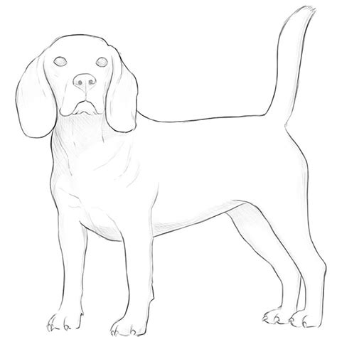 How to Draw a Realistic Dog