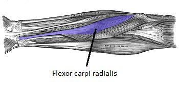 Flexor Carpi Radialis | Location, Function & Action | Study.com