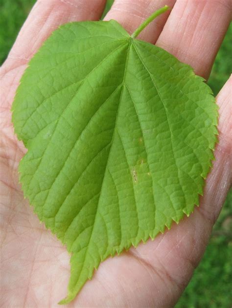 Leaf Heart-shaped - Tree Guide UK - Tree ID by heart-shaped leaves