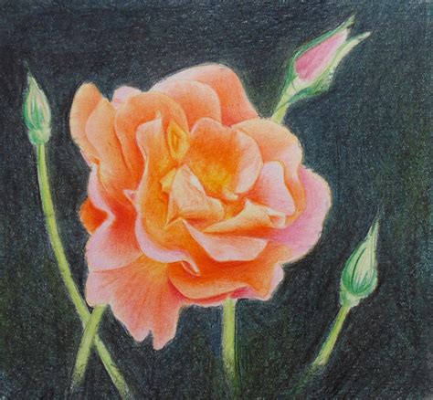 Realistic Rose Color Pencil Drawing
