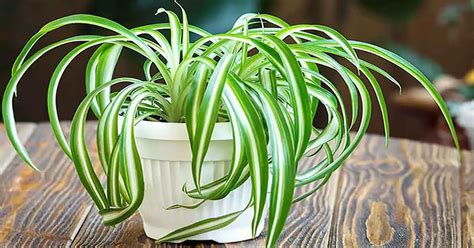 Top 16 Indoor Air Purifying Plants for Your Home