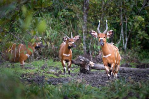 The Congo - Rainforest Wildlife of Africa's Hidden Heart - Naturetrek