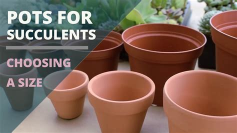 Ceramic Planter Pot For Succulent Bonsai size:s 激安の