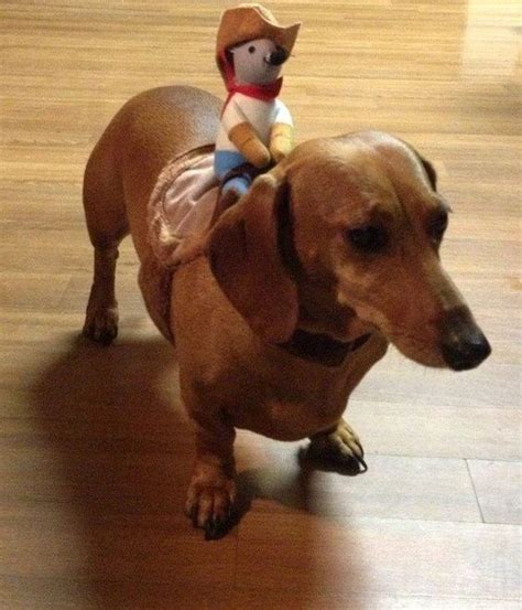 10 Best Wiener Dog Costumes For Halloween [PICTURES] | Cute dog ...