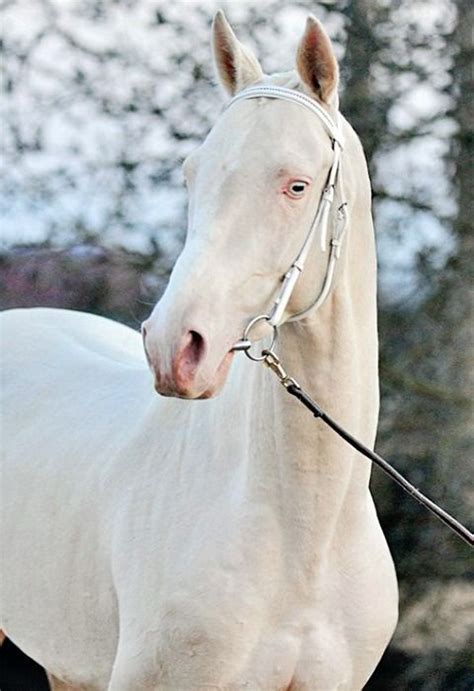 Cremello Akhal Teke Horse