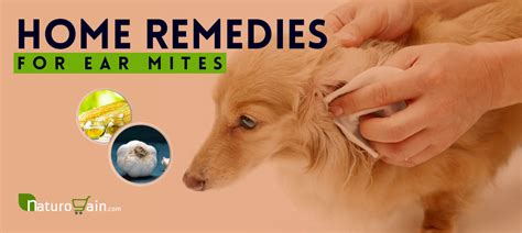 11 Simple and Best Home Remedies for Ear Mites