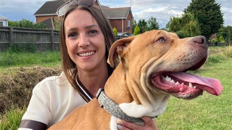 Lincolnshire Bully XL dog owner defends breed over ban call - BBC News