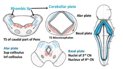 Development of nervous system