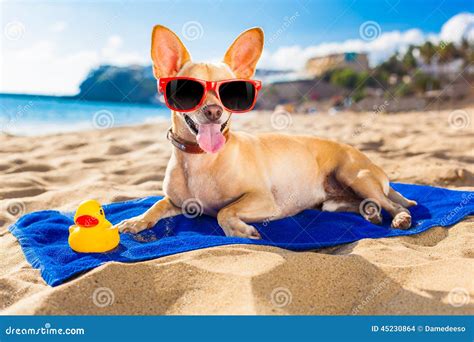 Chihuahua summer dog stock photo. Image of animal, retro - 45230864