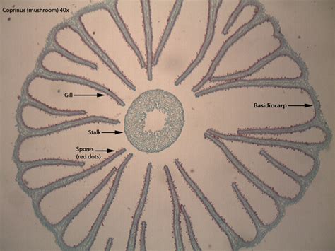 Basidiomycota - Dr. Peat's Biology Page | Spore, Red dots, Fungi