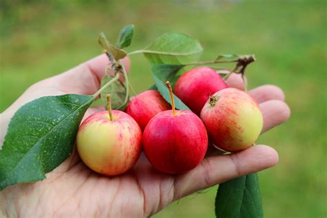 Can You Eat Crab Apples? Yes, Here's How | Taste of Home