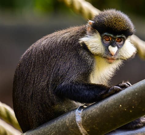 Schmidt's Red-Tailed Monkey | Ituri Forest - San Diego Zoo | Flickr