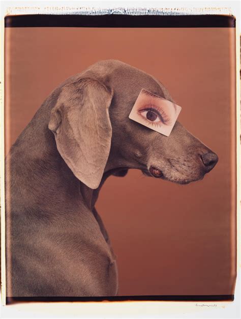 William Wegman - Eyewear II - William Wegman (Colour Photography) at ...