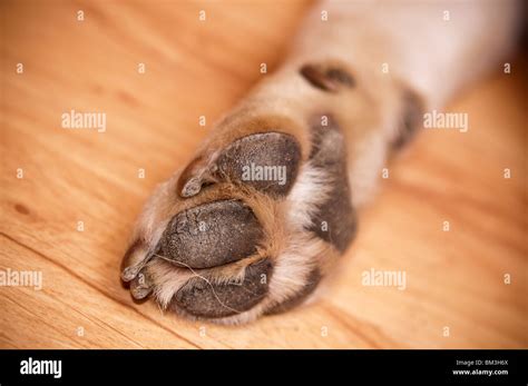 paw of Labrador Stock Photo - Alamy