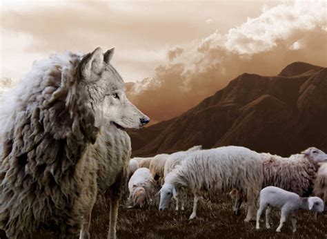 The Wolf and the Sheep (MORAL STORY)