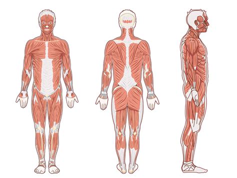 Anatomical position - Labster