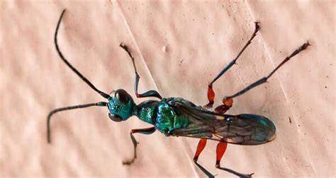 Emerald Cockroach Wasp Archives - Singapore Geographic