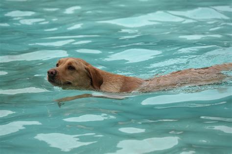 Dog Swimming Netherlands · Free photo on Pixabay