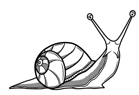 Snail Clipart Black And White | Free download on ClipArtMag