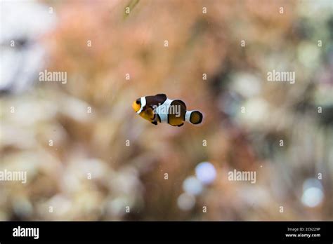 Little clown fish in their habitat Stock Photo - Alamy