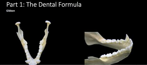 Solved Ring-Tailed Lemur Part 1: The Dental Formula | Chegg.com