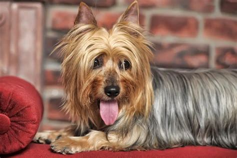 Dog Breeds Similar to the Silky Terrier