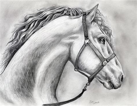 horse drawing in pencil by deedeedee123 on DeviantArt