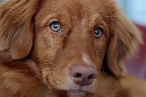 What color eyes do most dogs have? Here’s What to Do Next – KeepingDog