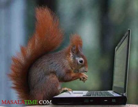 COMPUTER GEEK - very funny animals club Photo (11372496) - Fanpop