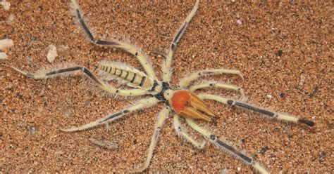 Giant Desert Spiders